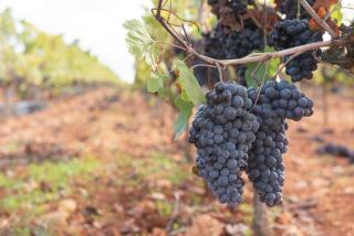 Le mourvèdre, cépage tardif qui a fait la réputation de Bandol