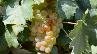 Le rolle, appelé vermentino en Italie et en Corse