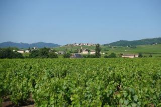 Le château Margui, un domaine des Coteaux Varois dans le val d’Argens