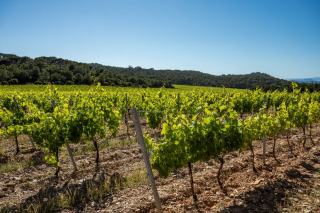 Lire une étiquette de Côtes de Provence et situer les domaines du guide