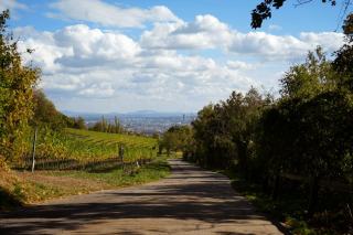 Sur la route des vins de Provence, six itinéraires d’une appellation à l’autre