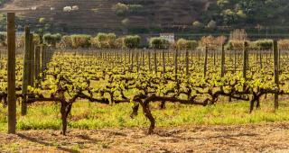 Tailler la vigne : périodes, gestes et formes de conduite