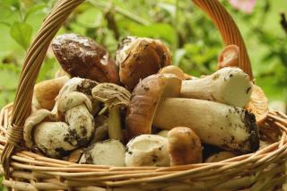 Cèpes, girolles, morilles ou truffe : quel vin servir avec les champignons