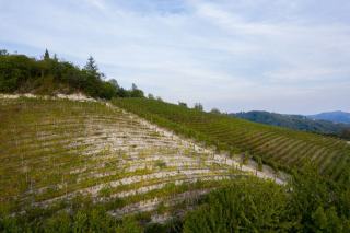 Bellet, une petite appellation cultivée sur les hauteurs de Nice