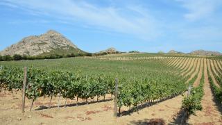 Coteaux Varois en Provence, l’appellation du cœur du Var