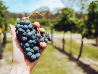 Rimauresq, un cru classé de Côtes de Provence au pied de Notre-Dame-des-Anges
