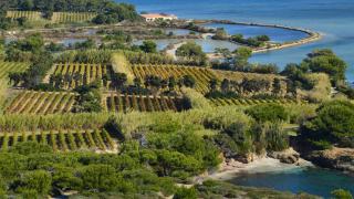 Les Valentines, un domaine de la dénomination La Londe entre plaine et massif