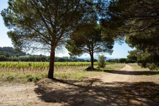 Le domaine de la Sanglière à Bormes-les-Mimosas et son terroir littoral