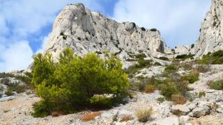 Les Baux-de-Provence, une appellation des Alpilles très largement biologique